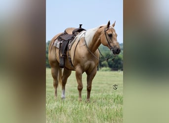 American Quarter Horse, Mare, 12 years, 15,3 hh, Palomino