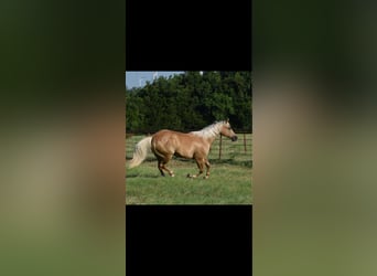 American Quarter Horse, Mare, 12 years, 15,3 hh, Palomino