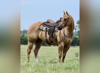 American Quarter Horse, Mare, 12 years, 15,3 hh, Palomino