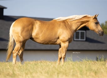 American Quarter Horse, Mare, 12 years, 15,3 hh, Palomino