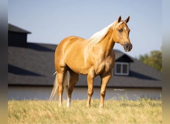 American Quarter Horse, Mare, 12 years, 15,3 hh, Palomino