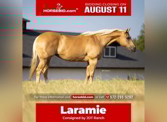 American Quarter Horse, Mare, 12 years, 15,3 hh, Palomino