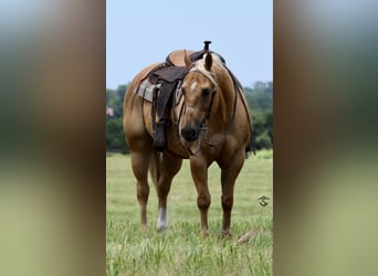 American Quarter Horse, Mare, 12 years, 15,3 hh, Palomino