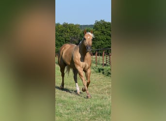 American Quarter Horse, Mare, 12 years, 15,3 hh, Palomino