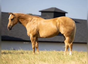American Quarter Horse, Mare, 12 years, 15,3 hh, Palomino
