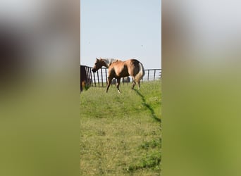 American Quarter Horse, Mare, 12 years, 15,3 hh, Palomino