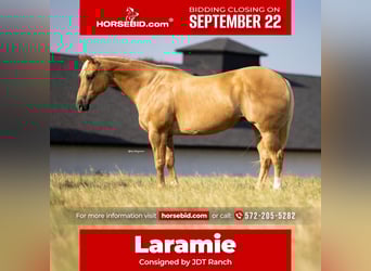 American Quarter Horse, Mare, 12 years, 16,1 hh, Palomino