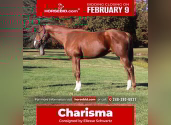 American Quarter Horse Mix, Mare, 12 years, 17.1 hh, Chestnut