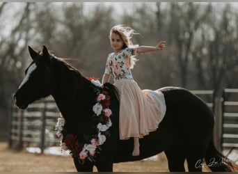 American Quarter Horse, Mare, 12 years, Black