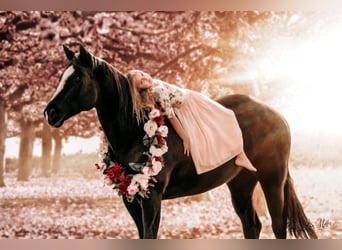 American Quarter Horse, Mare, 12 years, Black
