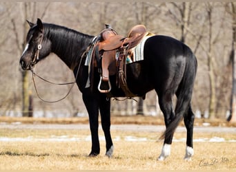 American Quarter Horse, Mare, 12 years, Black