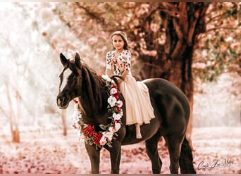 American Quarter Horse, Mare, 12 years, Black