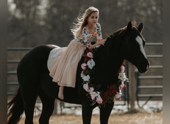 American Quarter Horse, Mare, 12 years, Black