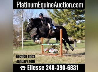 American Quarter Horse, Mare, 12 years, Black