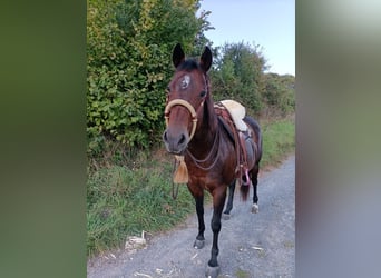 American Quarter Horse, Mare, 12 years, Brown