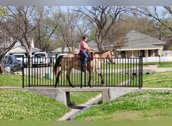 American Quarter Horse, Mare, 12 years, Buckskin