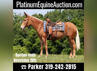American Quarter Horse, Mare, 12 years, Chestnut