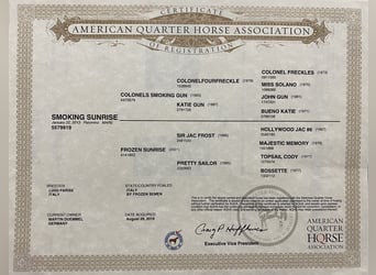 American Quarter Horse, Mare, 12 years, Palomino