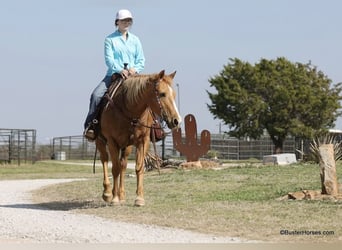 American Quarter Horse, Mare, 12 years, Palomino