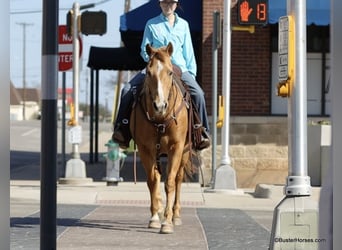 American Quarter Horse, Mare, 12 years, Palomino