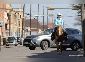 American Quarter Horse, Mare, 12 years, Palomino