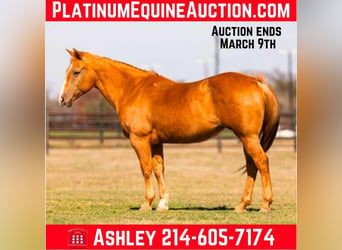 American Quarter Horse, Mare, 12 years, Palomino