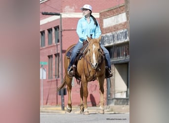 American Quarter Horse, Mare, 12 years, Palomino