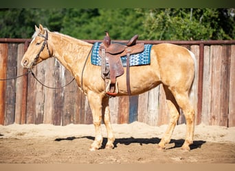 American Quarter Horse, Mare, 12 years, Palomino