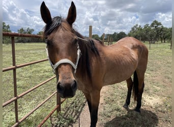 American Quarter Horse, Stute, 12 Jahre, Roan-Red