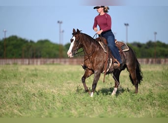 American Quarter Horse, Mare, 12 years, Roan-Red