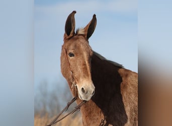 American Quarter Horse, Mare, 12 years, Tobiano-all-colors