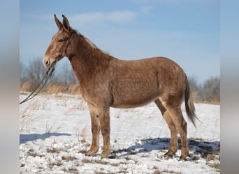 American Quarter Horse, Mare, 12 years, Tobiano-all-colors