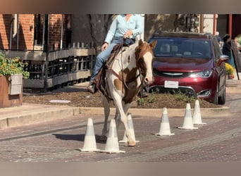 American Quarter Horse, Mare, 12 years, Tobiano-all-colors