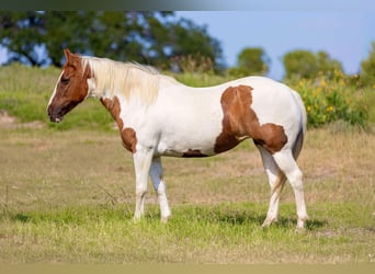 American Quarter Horse, Mare, 12 years, Tobiano-all-colors