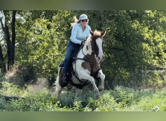 American Quarter Horse, Mare, 12 years, Tobiano-all-colors