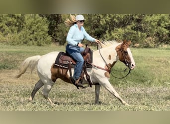 American Quarter Horse, Mare, 12 years, Tobiano-all-colors