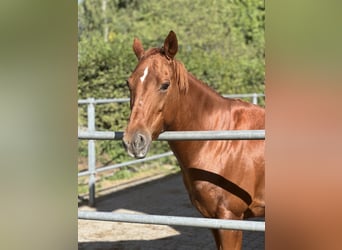 American Quarter Horse, Mare, 13 years, 14.1 hh, Chestnut-Red