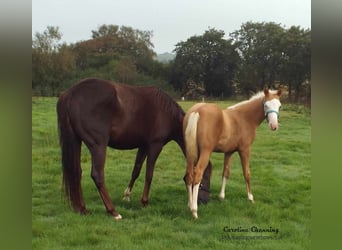 American Quarter Horse, Mare, 13 years, 14.1 hh, Chestnut