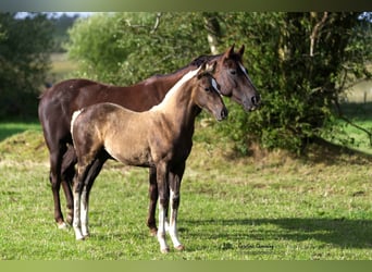 American Quarter Horse, Mare, 13 years, 14.1 hh, Chestnut