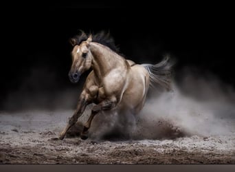 American Quarter Horse, Mare, 13 years, 14.1 hh, Palomino