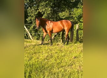 American Quarter Horse, Mare, 13 years, 14,2 hh, Brown