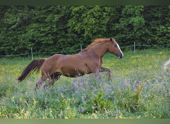 American Quarter Horse, Mare, 13 years, 14.2 hh, Chestnut-Red