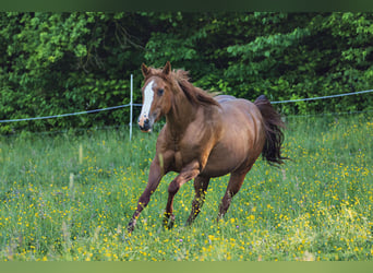 American Quarter Horse, Mare, 13 years, 14.2 hh, Chestnut-Red