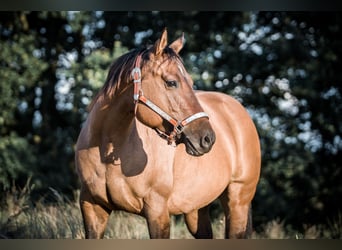American Quarter Horse, Mare, 13 years, 14.2 hh, Dun