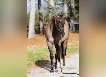American Quarter Horse, Mare, 13 years, 14.2 hh, Grullo