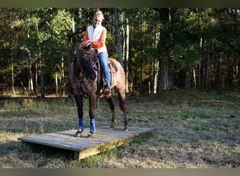 American Quarter Horse, Mare, 13 years, 14.2 hh, Grullo