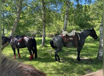 American Quarter Horse, Mare, 13 years, 14,2 hh, Roan-Blue