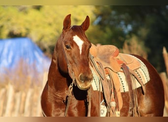 American Quarter Horse, Mare, 13 years, 14,2 hh, Roan-Red