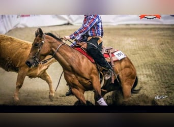 American Quarter Horse, Mare, 13 years, 14.3 hh, Bay
