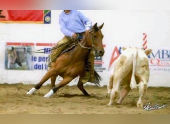 American Quarter Horse, Mare, 13 years, 14.3 hh, Bay
